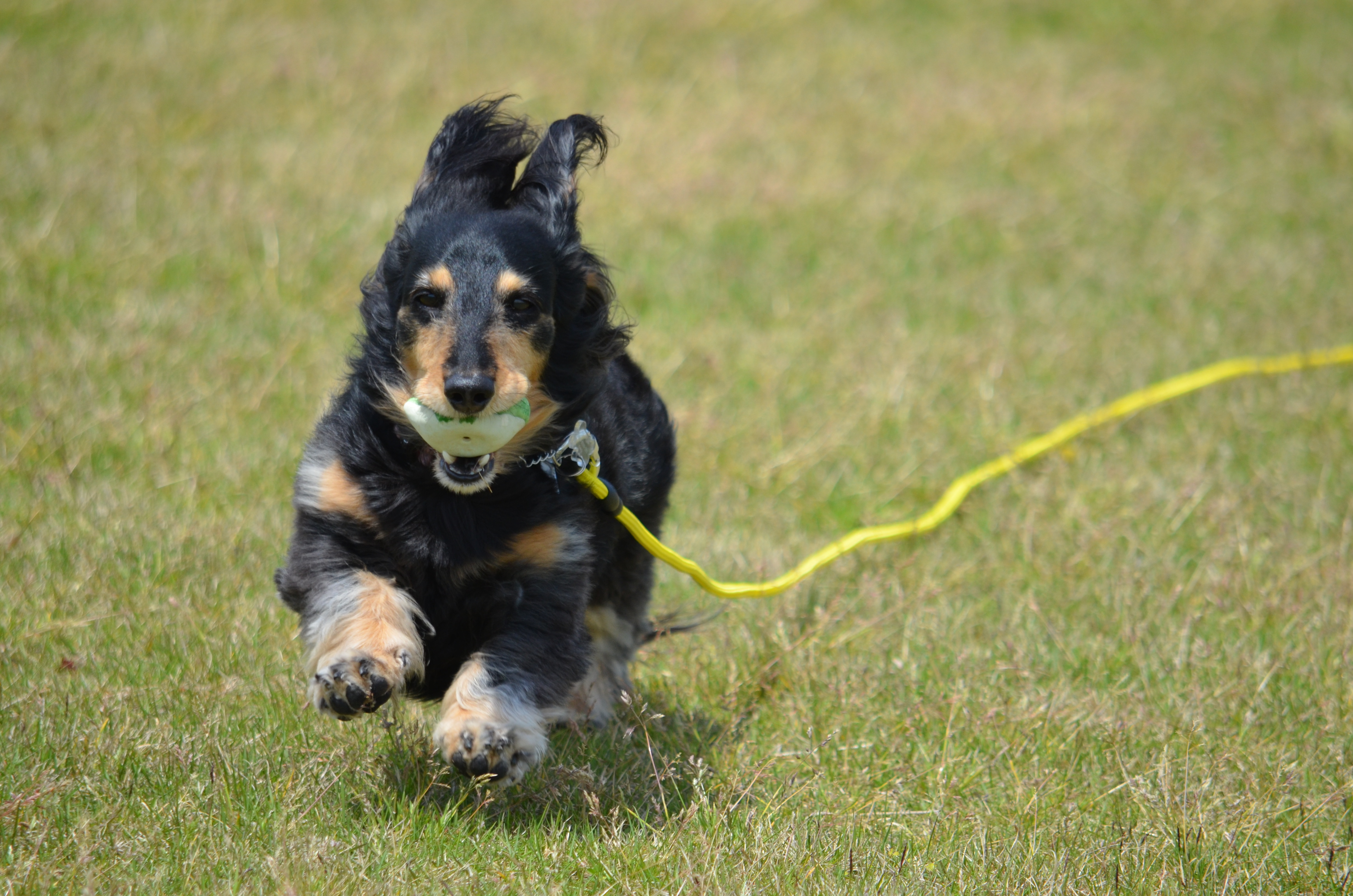 走るダックスフント