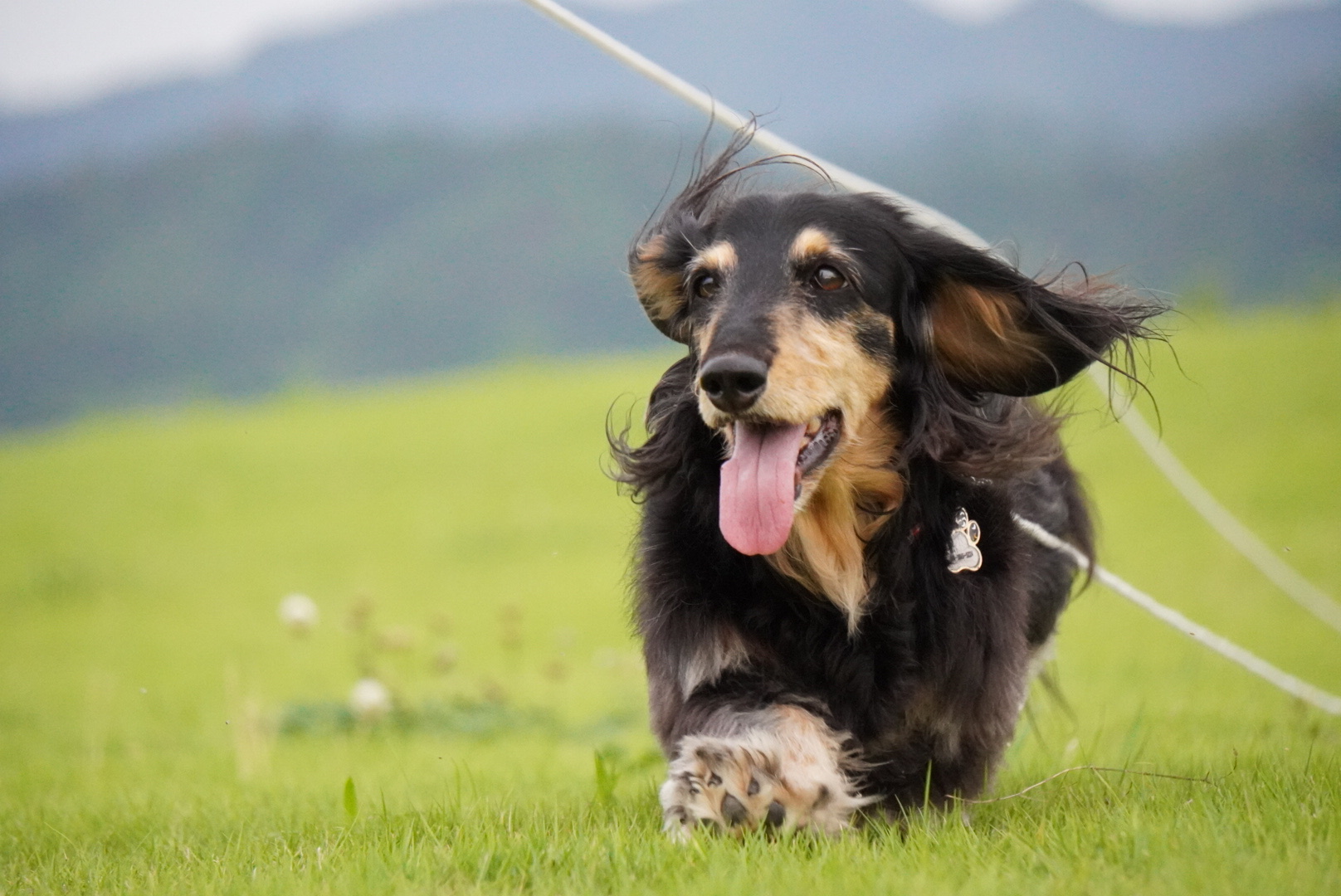野原を歩くダックスフント